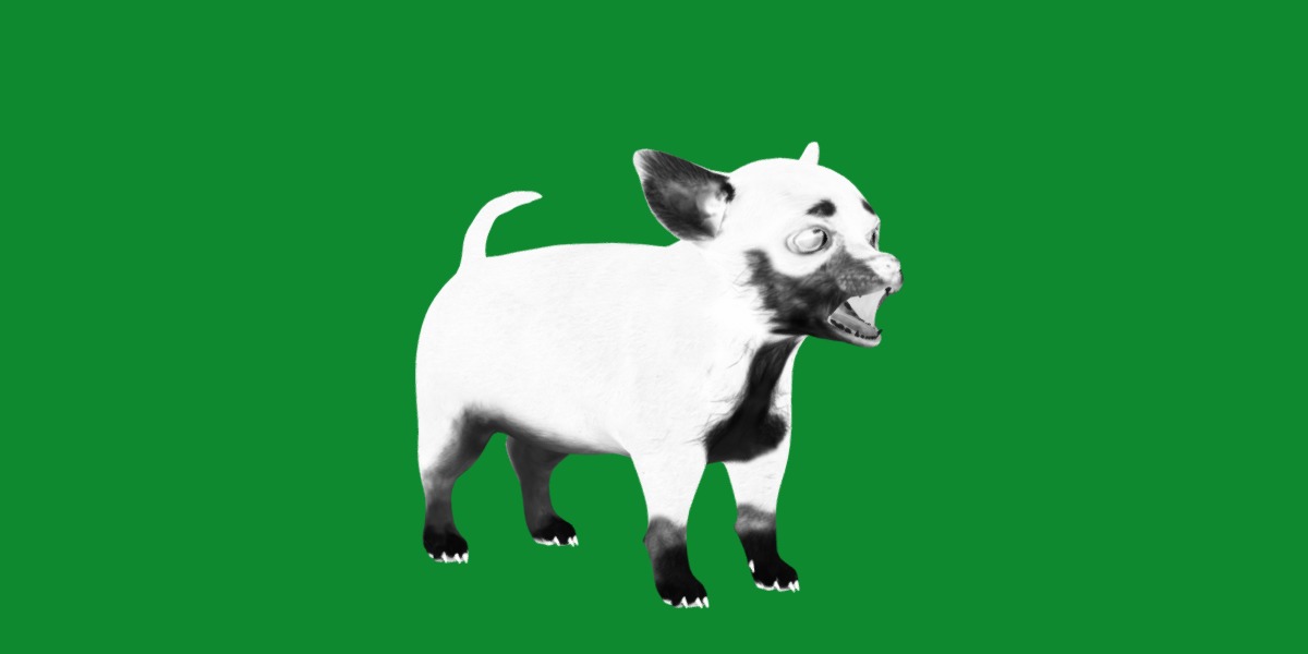 Short Haired Chihuahua Puppy Dog Low-poly 3D model_17