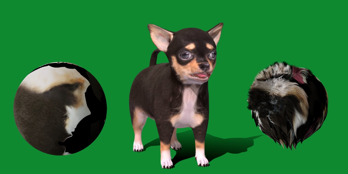 Short Haired Chihuahua Puppy Dog Low-poly 3D model_3