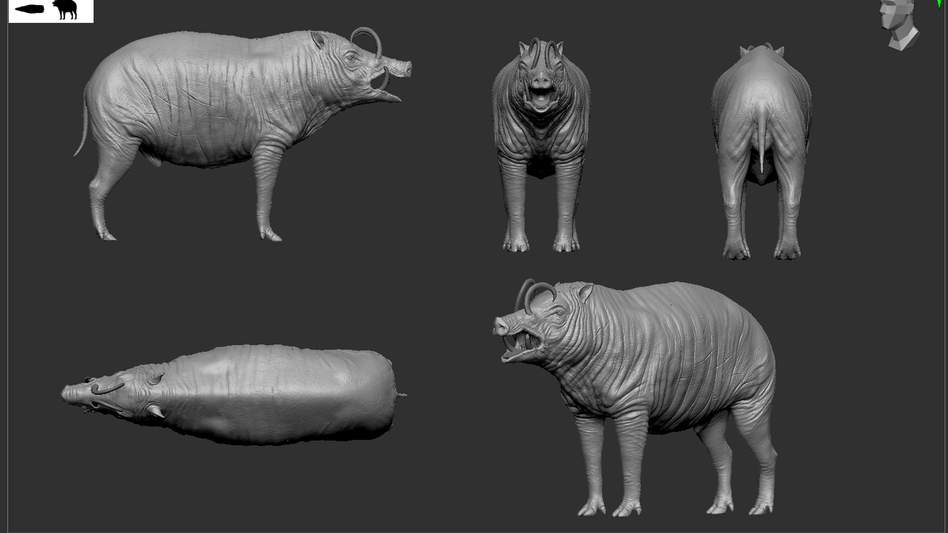 Babirusa warthog 3D model_8