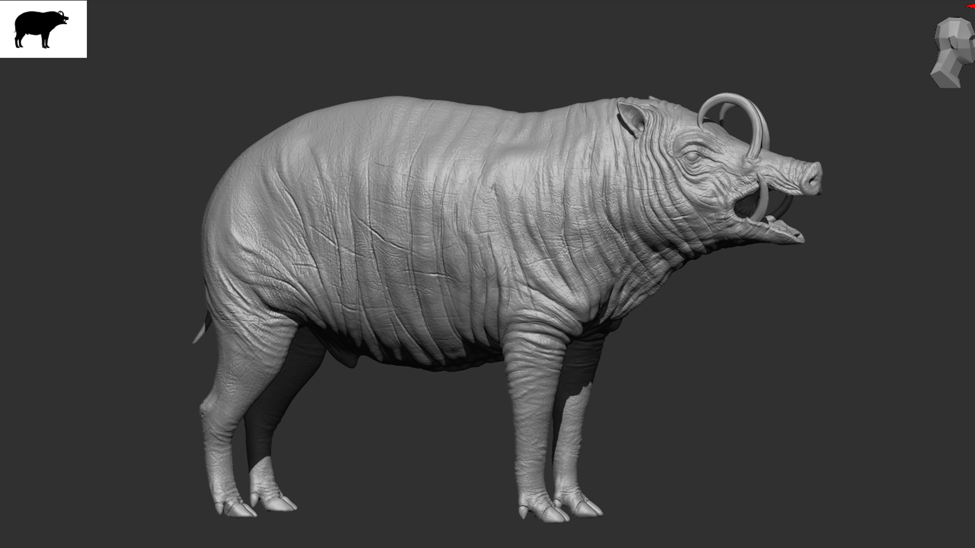 Babirusa warthog 3D model_9