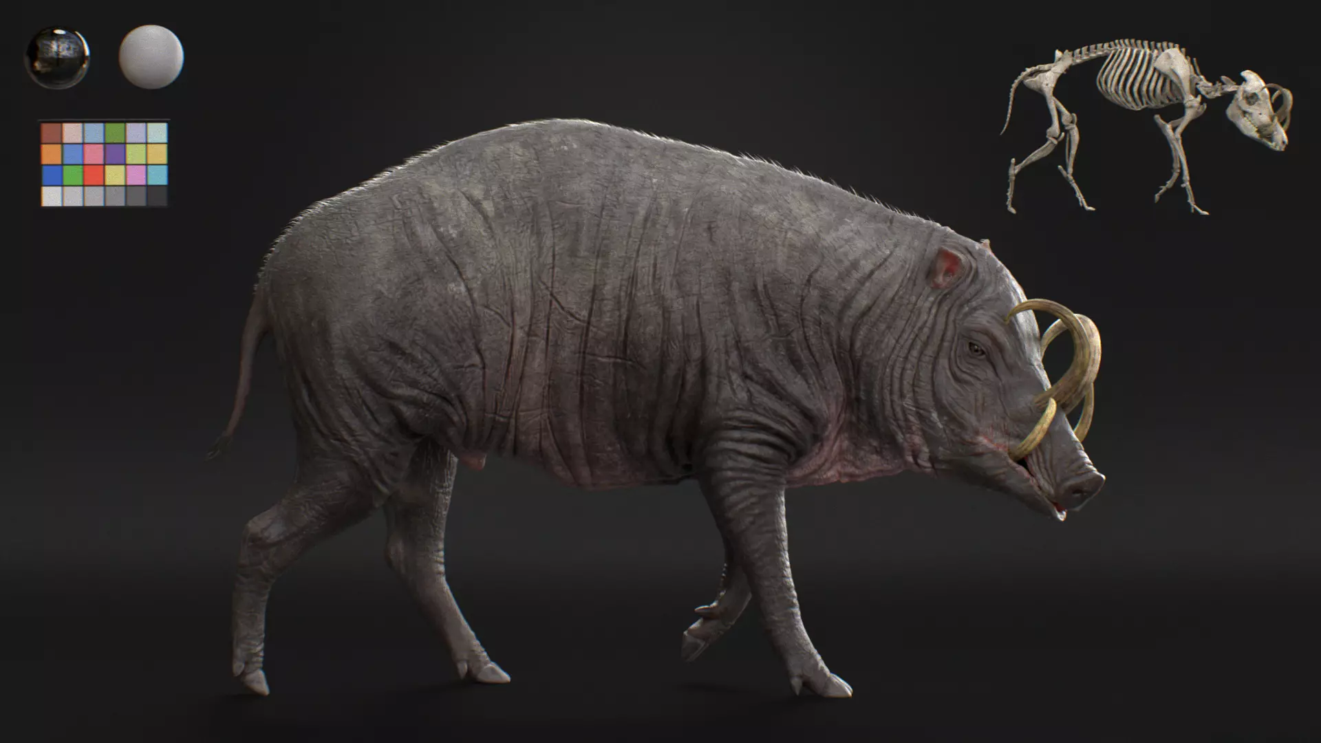 Babirusa warthog 3D model_0