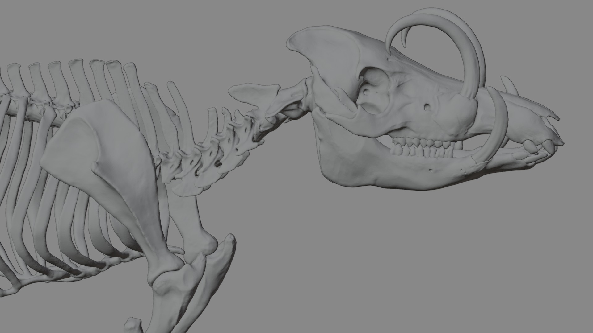 Babirusa warthog 3D model_13