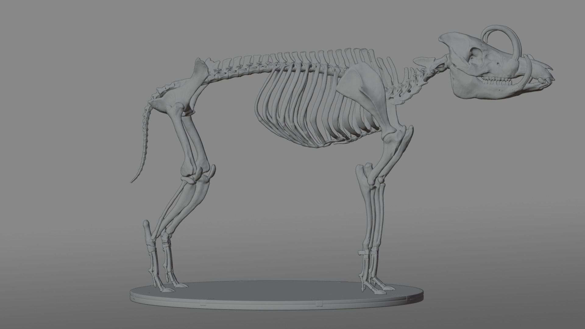 Babirusa warthog 3D model_15