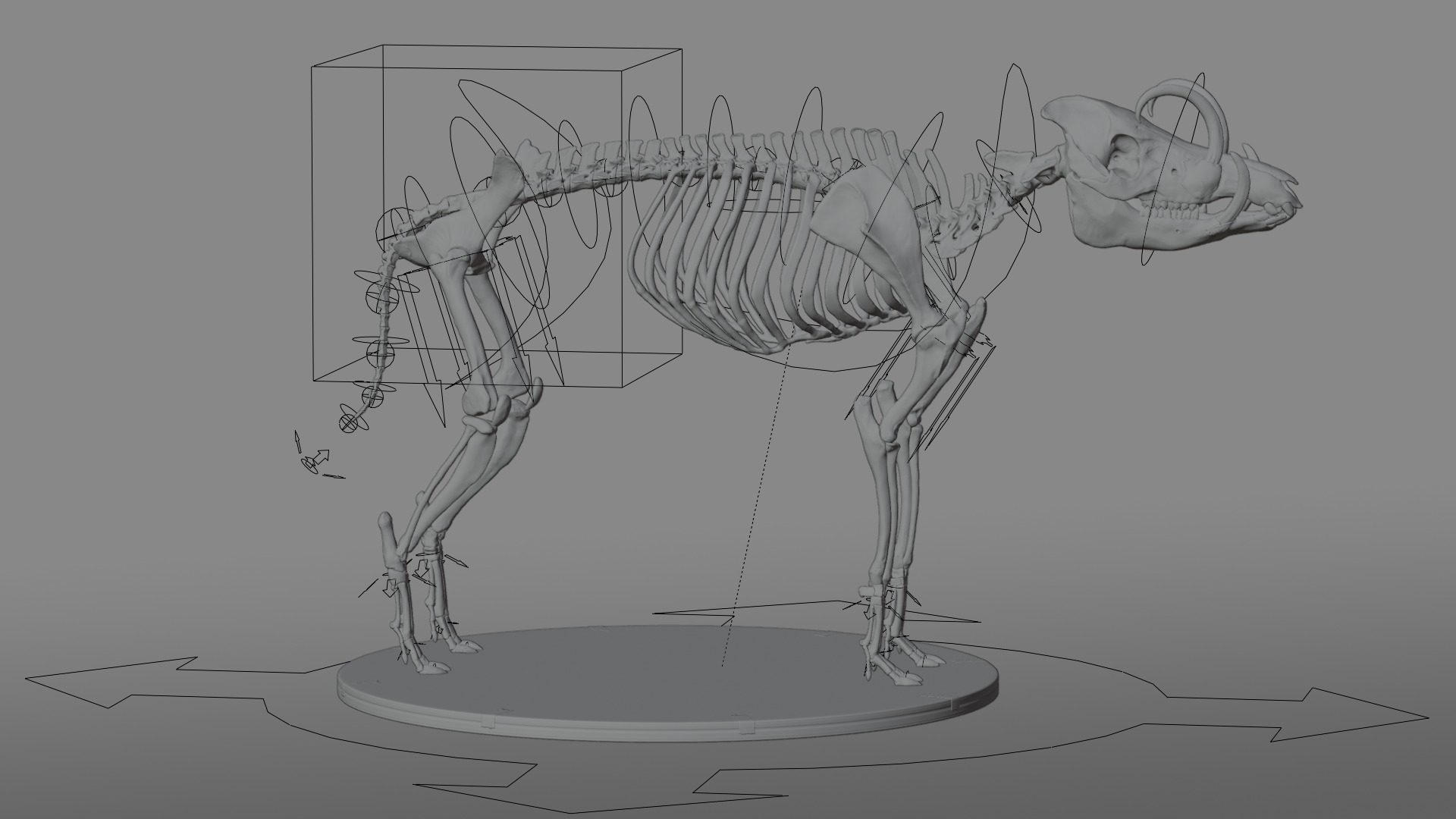 Babirusa warthog 3D model_10