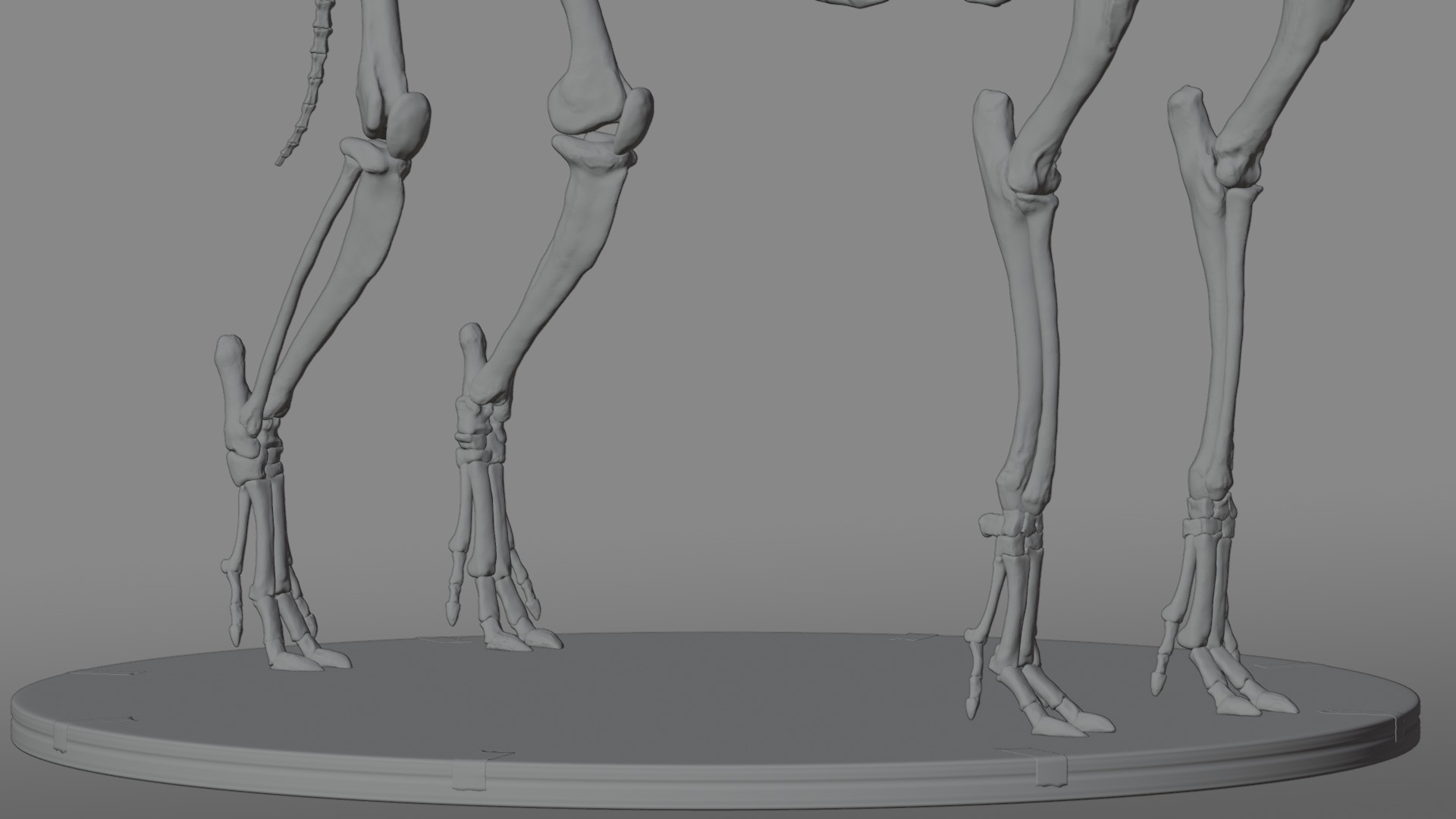 Babirusa warthog 3D model_14