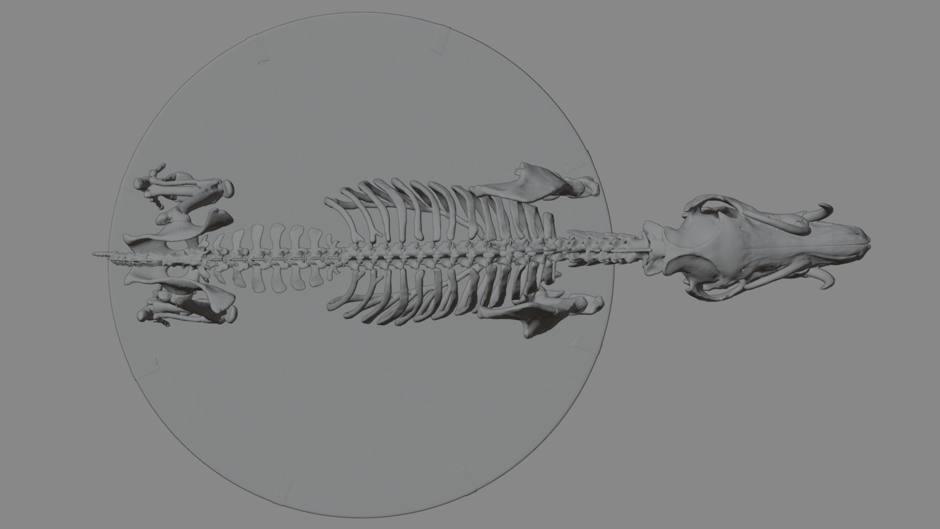 Babirusa warthog 3D model_12