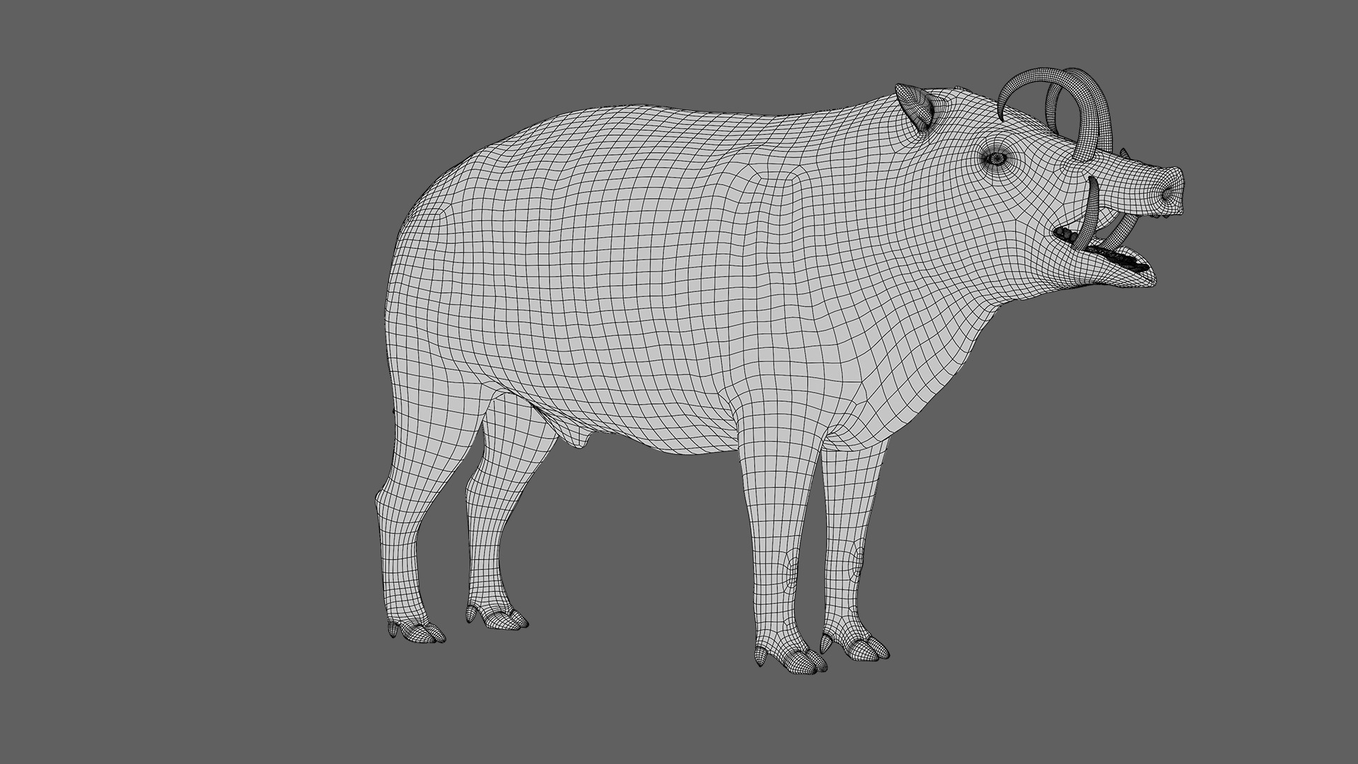 Babirusa warthog 3D model_17