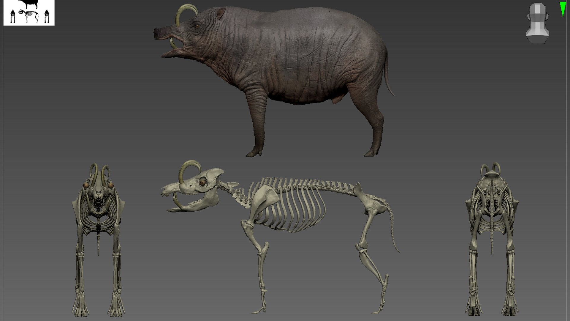 Babirusa warthog 3D model_6