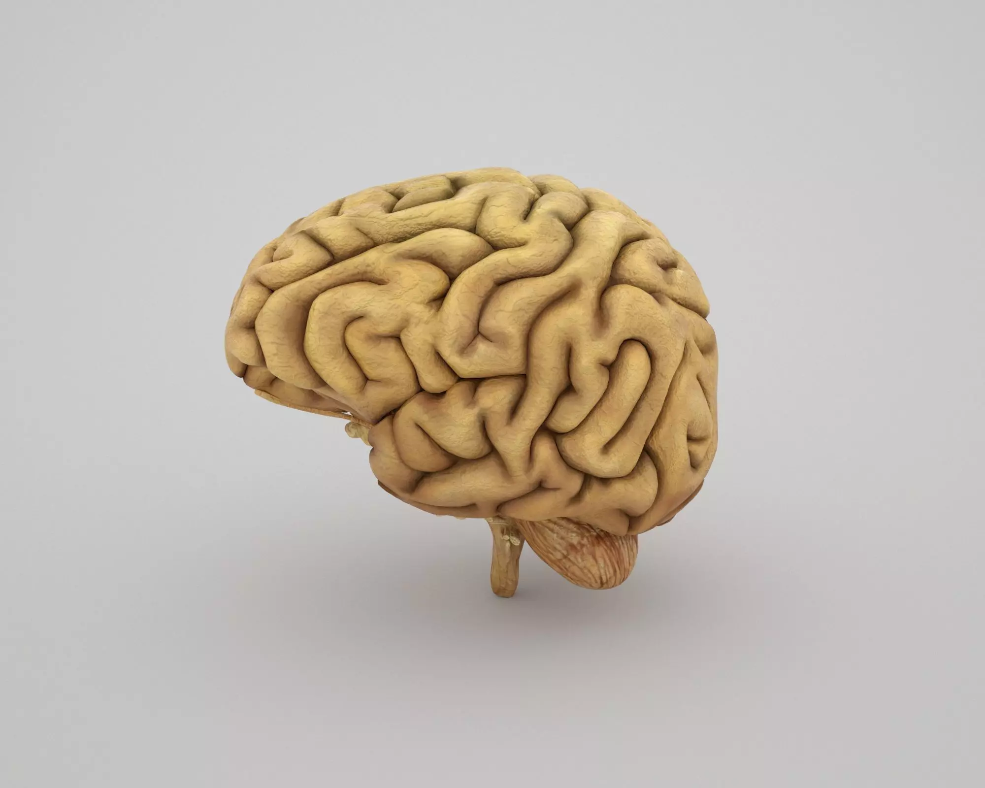 Brain Low-poly 3D model