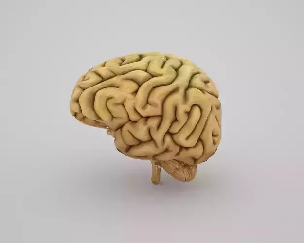 Brain 
