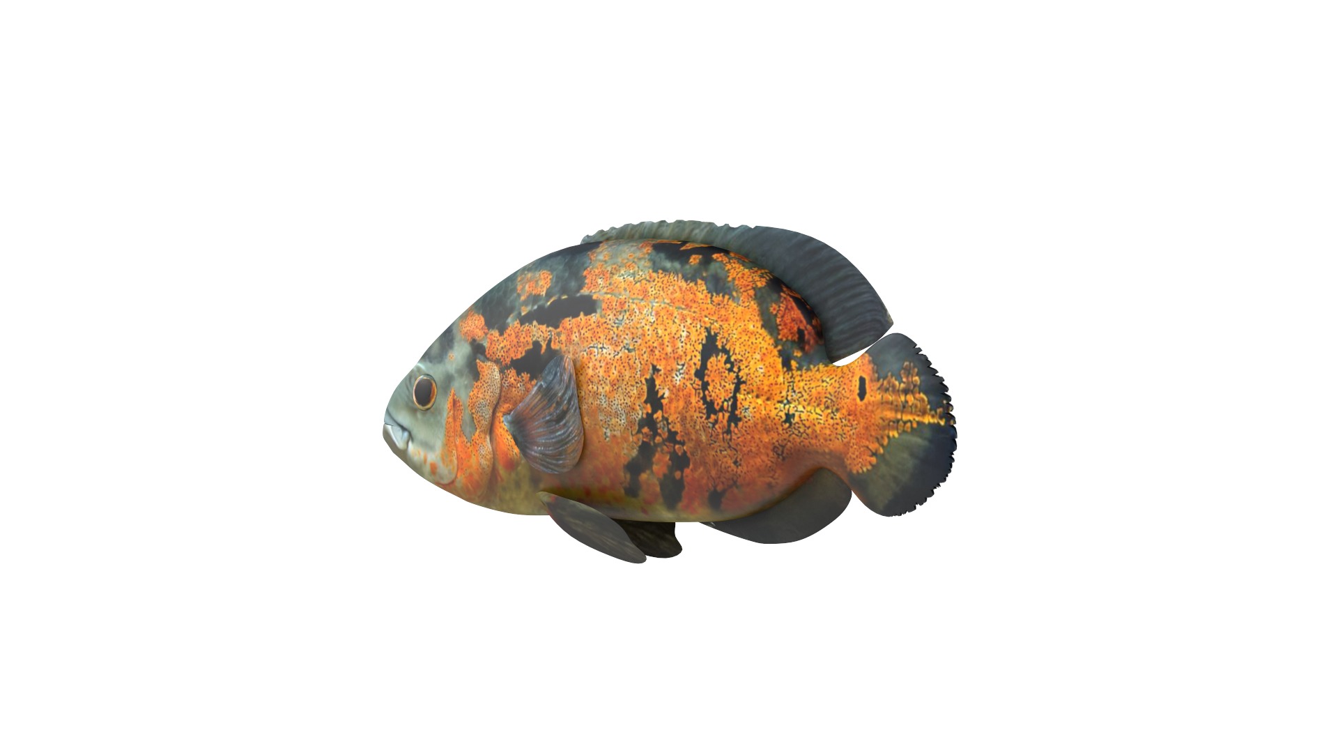 Fish Collection 3D model_3