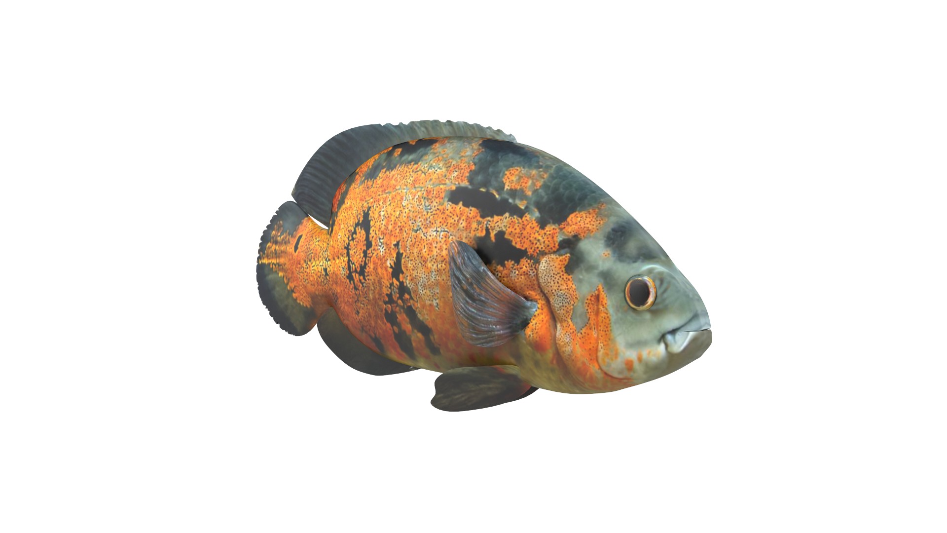 Fish Collection 3D model_2