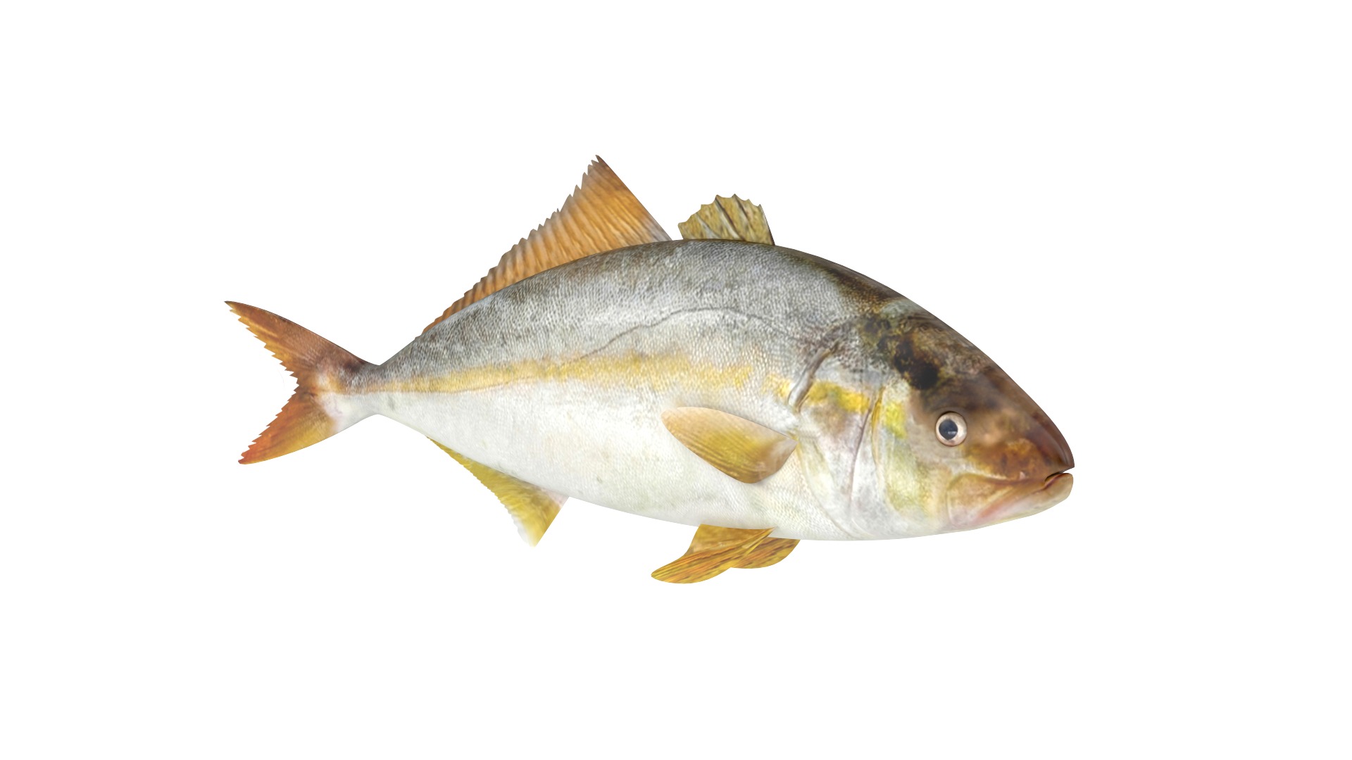 Fish Collection 3D model_5