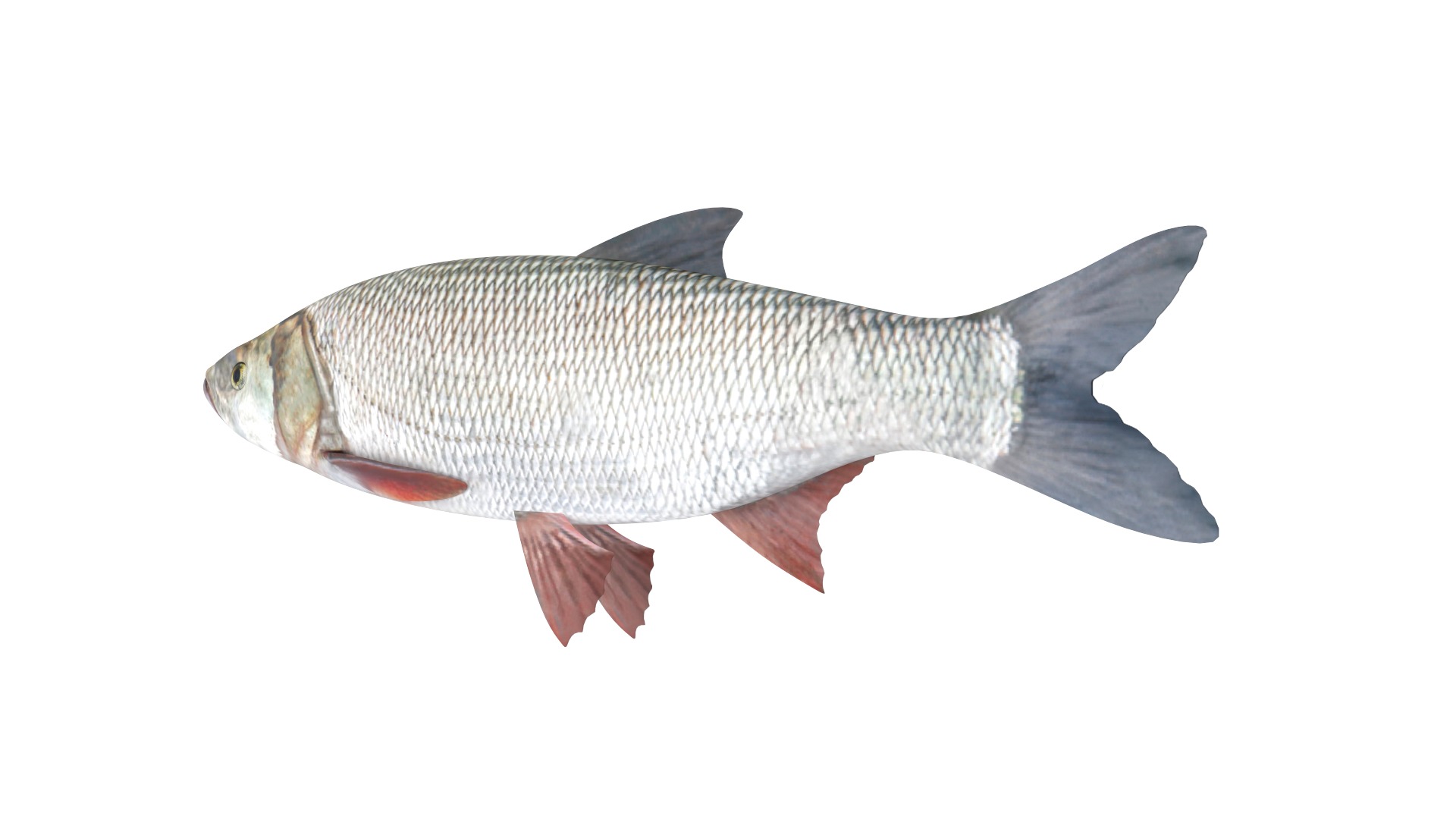 Fish Collection 3D model_15