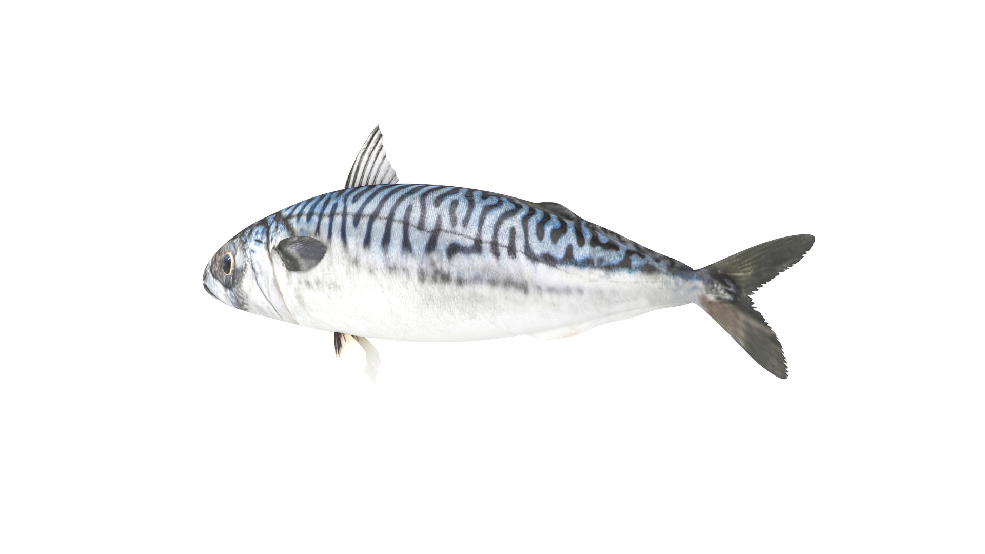 Fish Collection 3D model_9