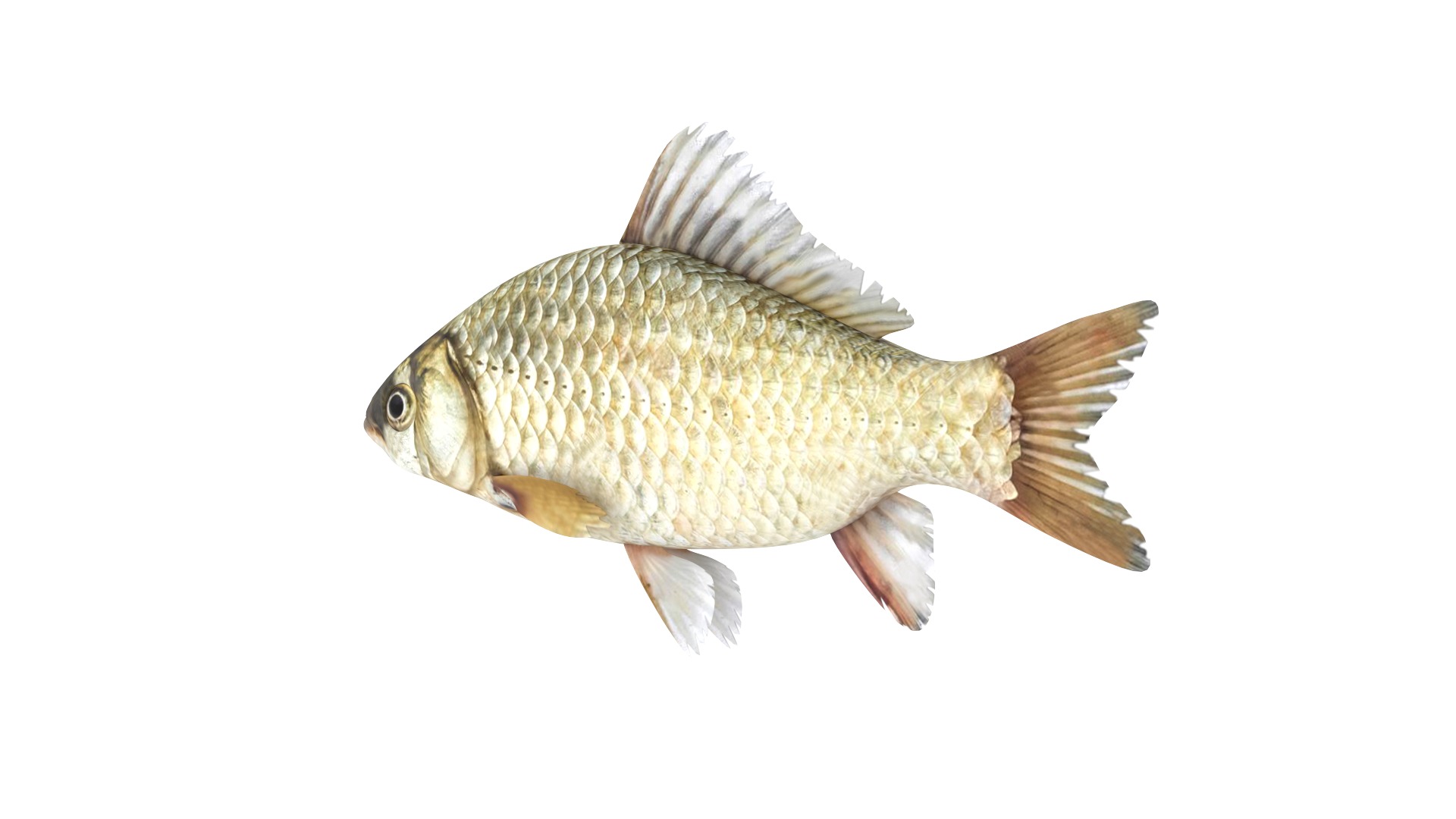 Fish Collection 3D model_12