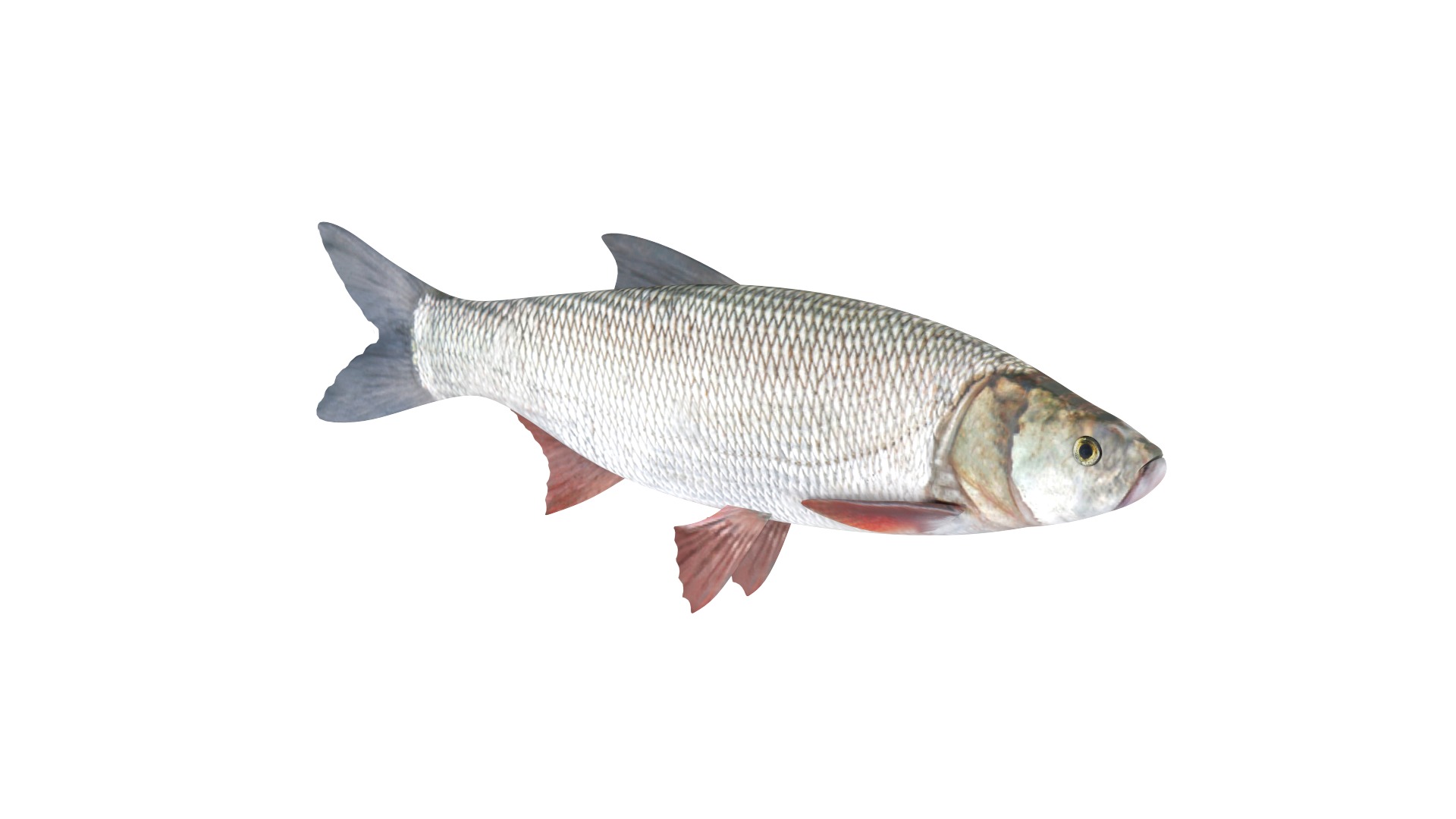 Fish Collection 3D model_14