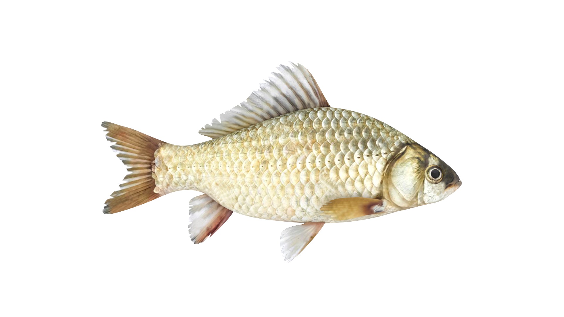 Fish Collection 3D model_10