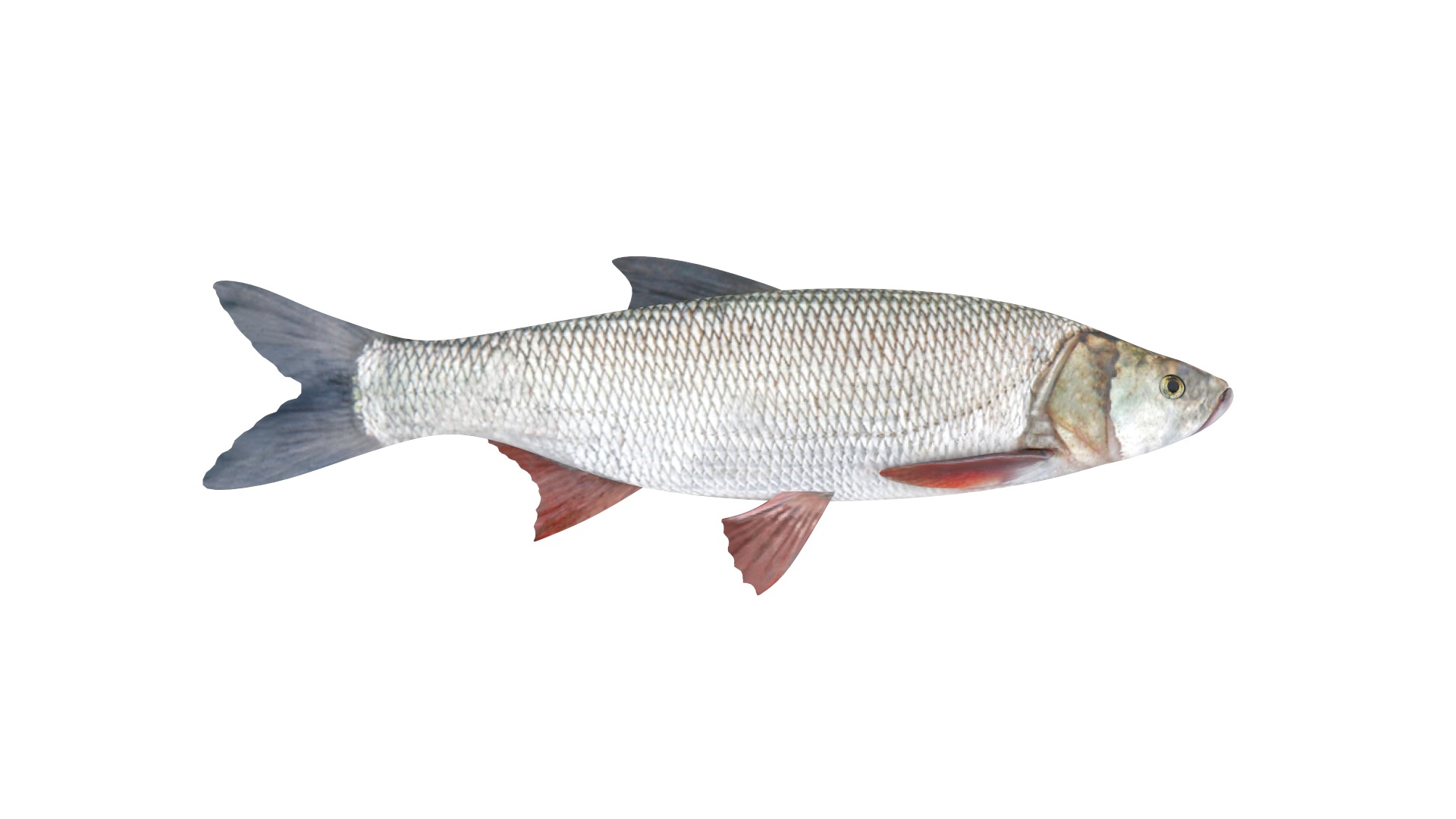 Fish Collection 3D model_13