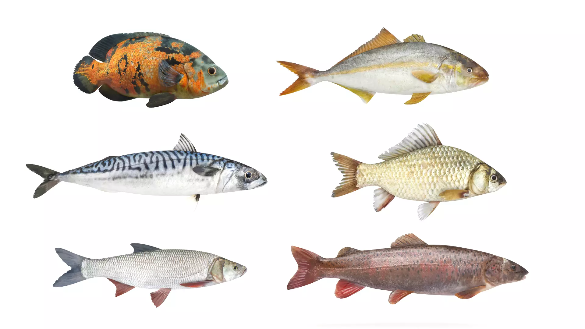Fish Collection 3D model_0