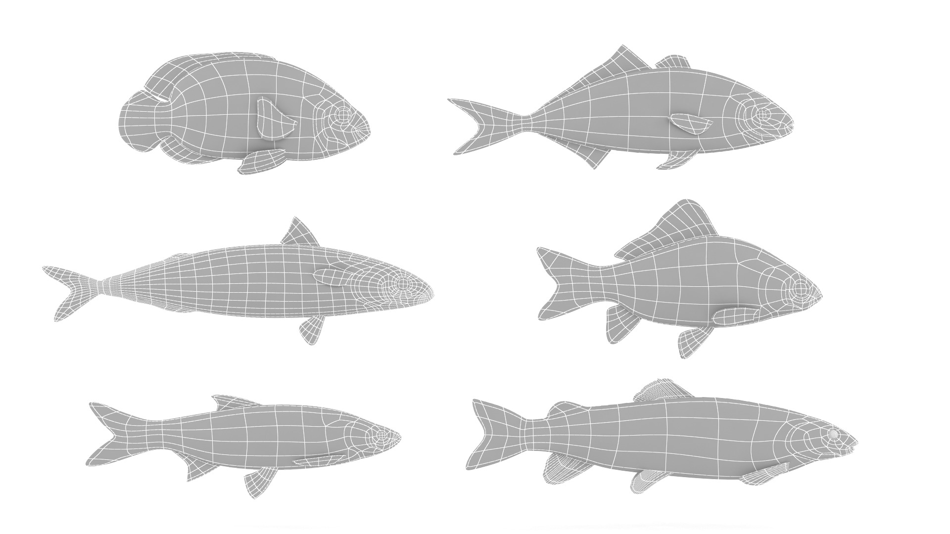 Fish Collection 3D model_19