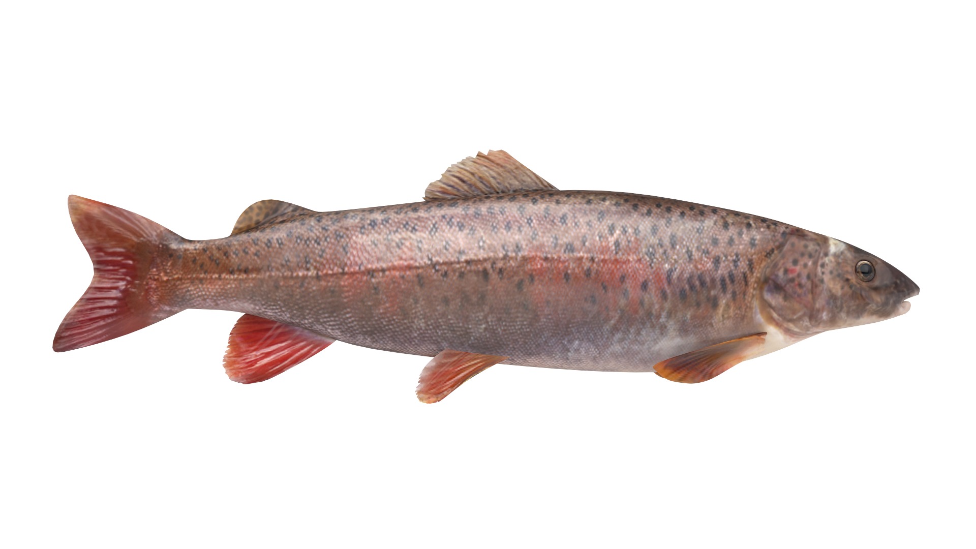 Fish Collection 3D model_16