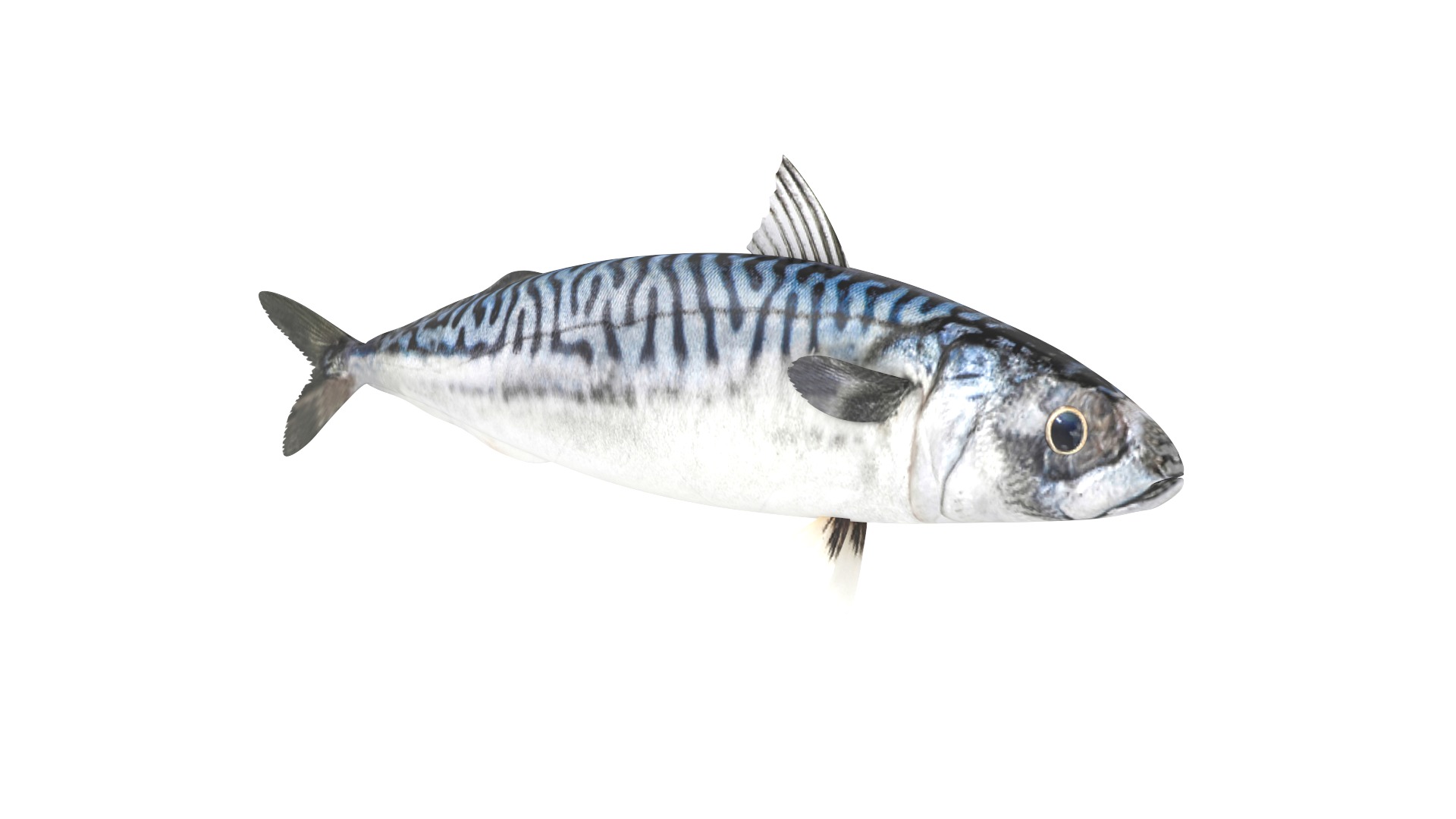 Fish Collection 3D model_8