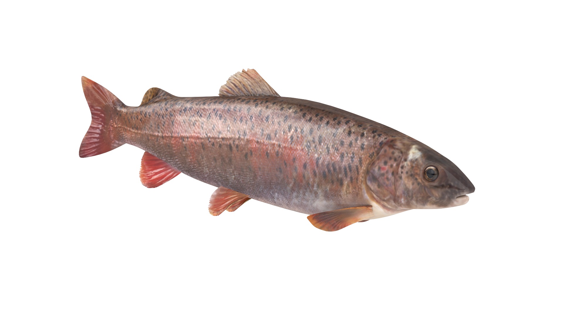 Fish Collection 3D model_17