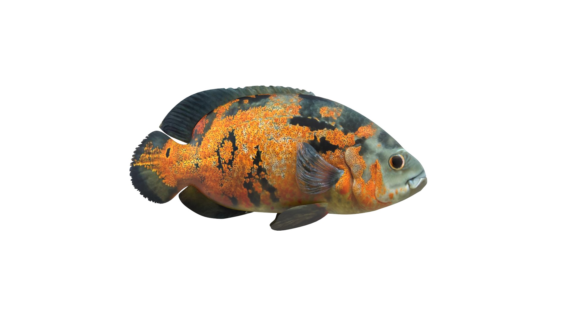 Fish Collection 3D model_1