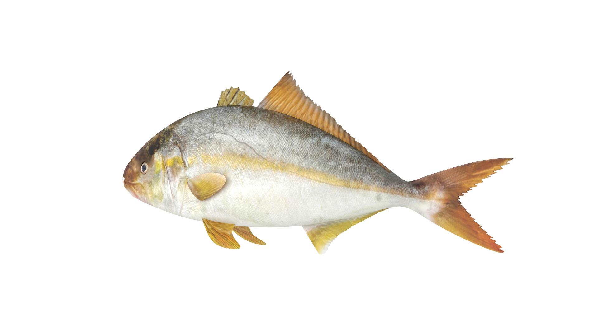 Fish Collection 3D model_6