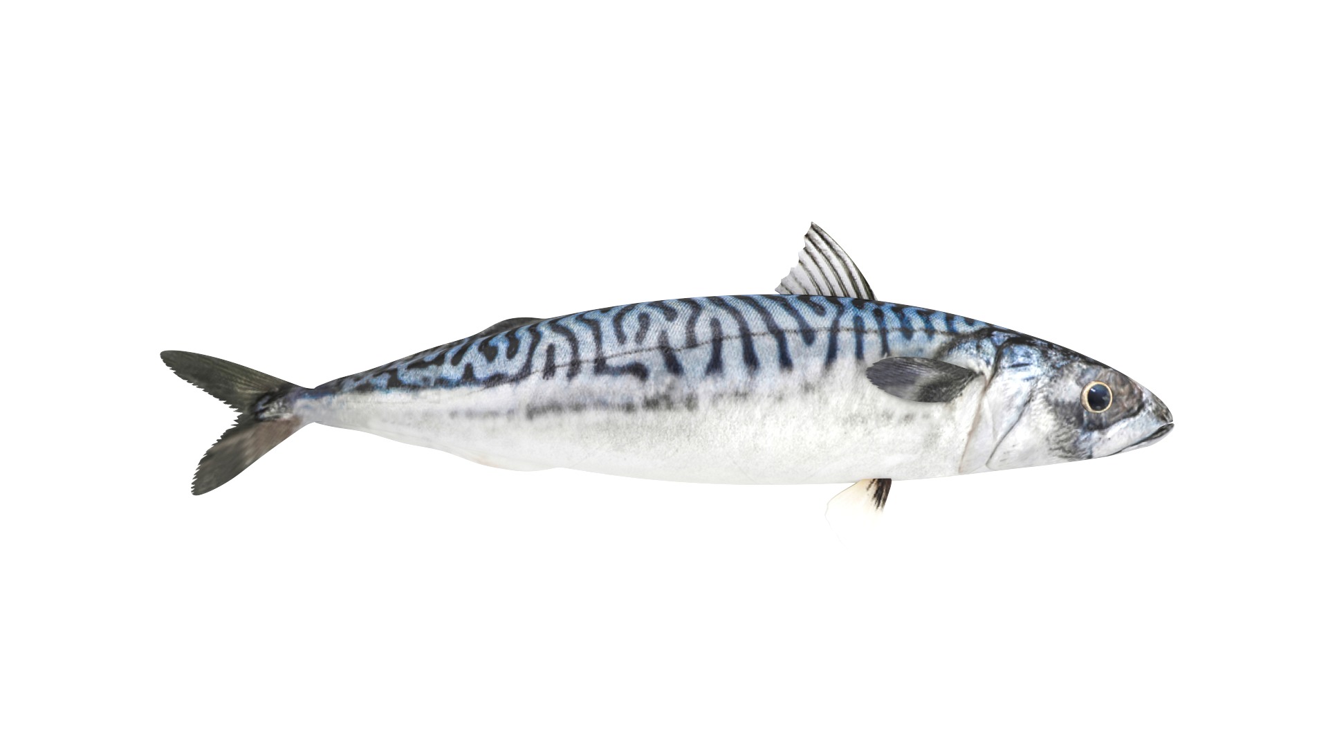 Fish Collection 3D model_7