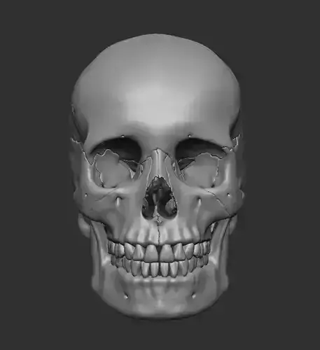 Human skull craneo humano 3D print model