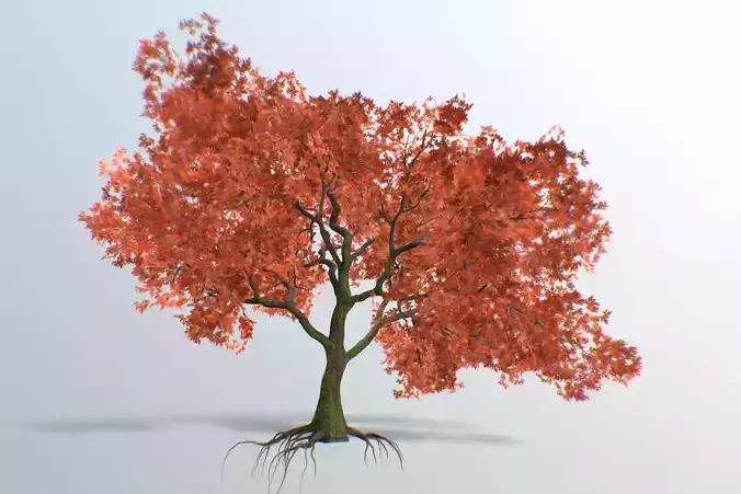 M0004 3d model tree red maple