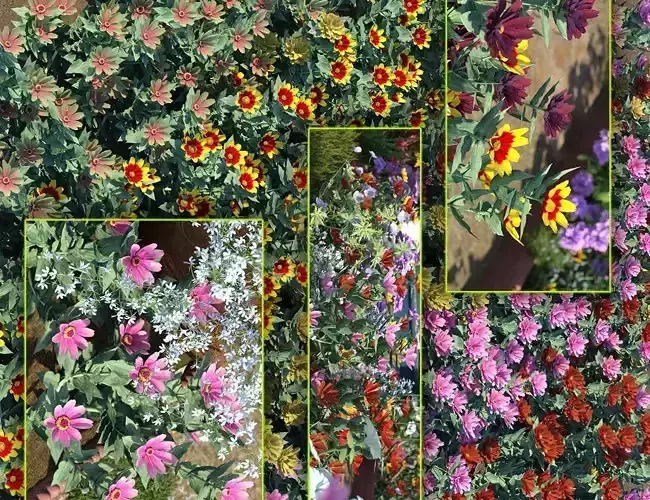 Cottage Garden Flowers 