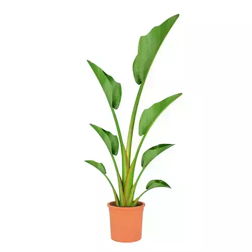ikea STRELITZIA Potted plant Bird of paradise