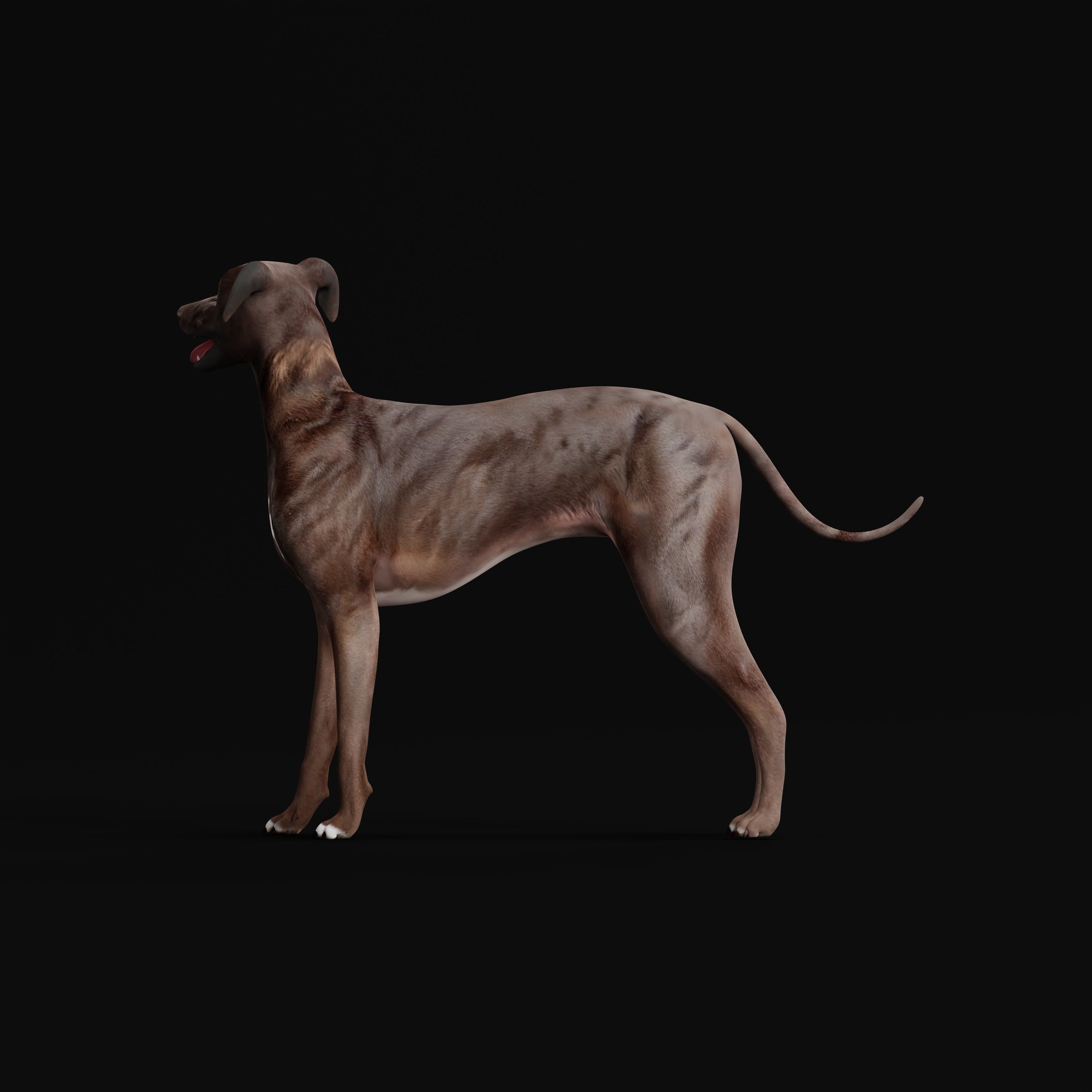 Italian Greyhound Dog Low-poly 3D model_30