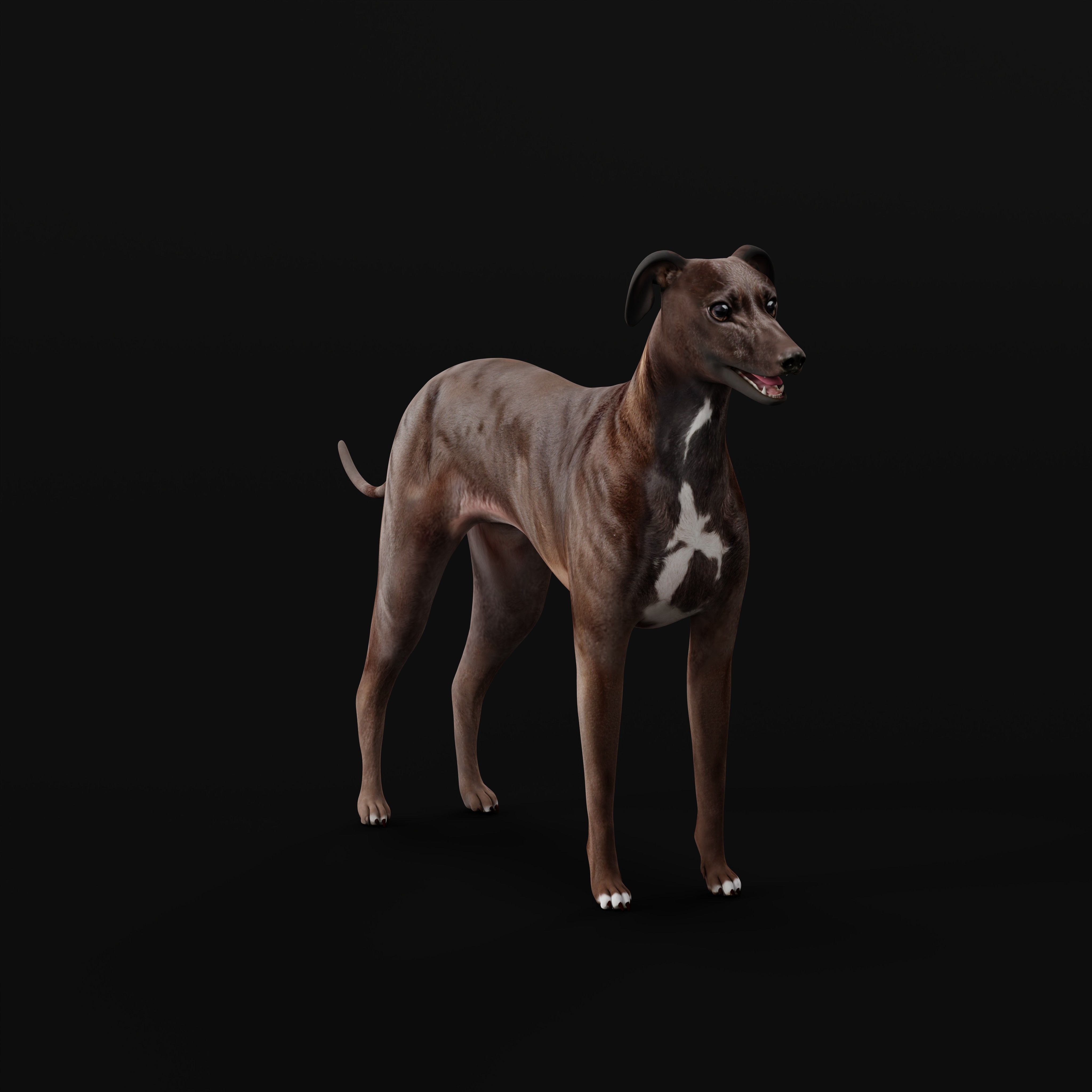 Italian Greyhound Dog Low-poly 3D model_33