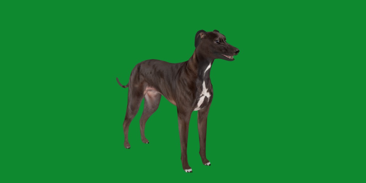 Italian Greyhound Dog Low-poly 3D model_11