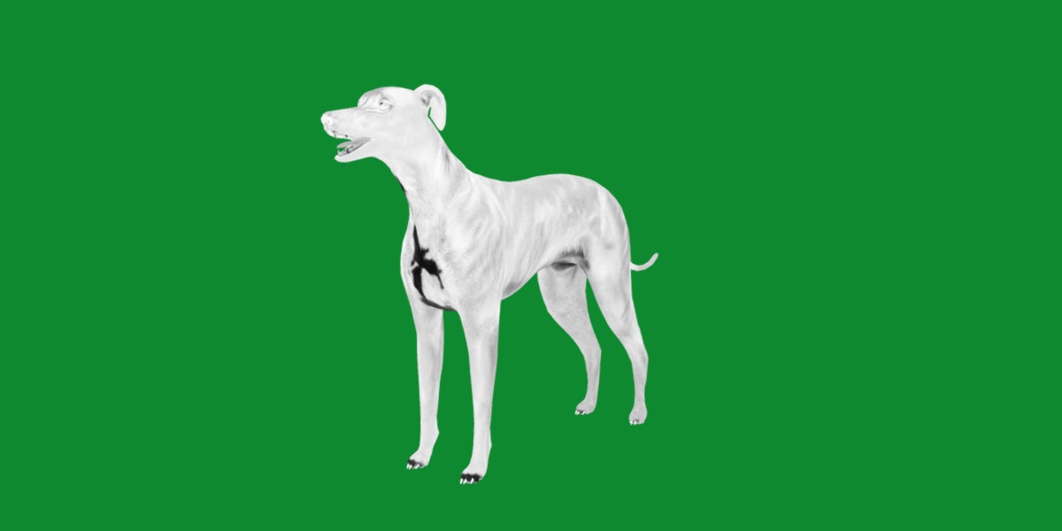 Italian Greyhound Dog Low-poly 3D model_4