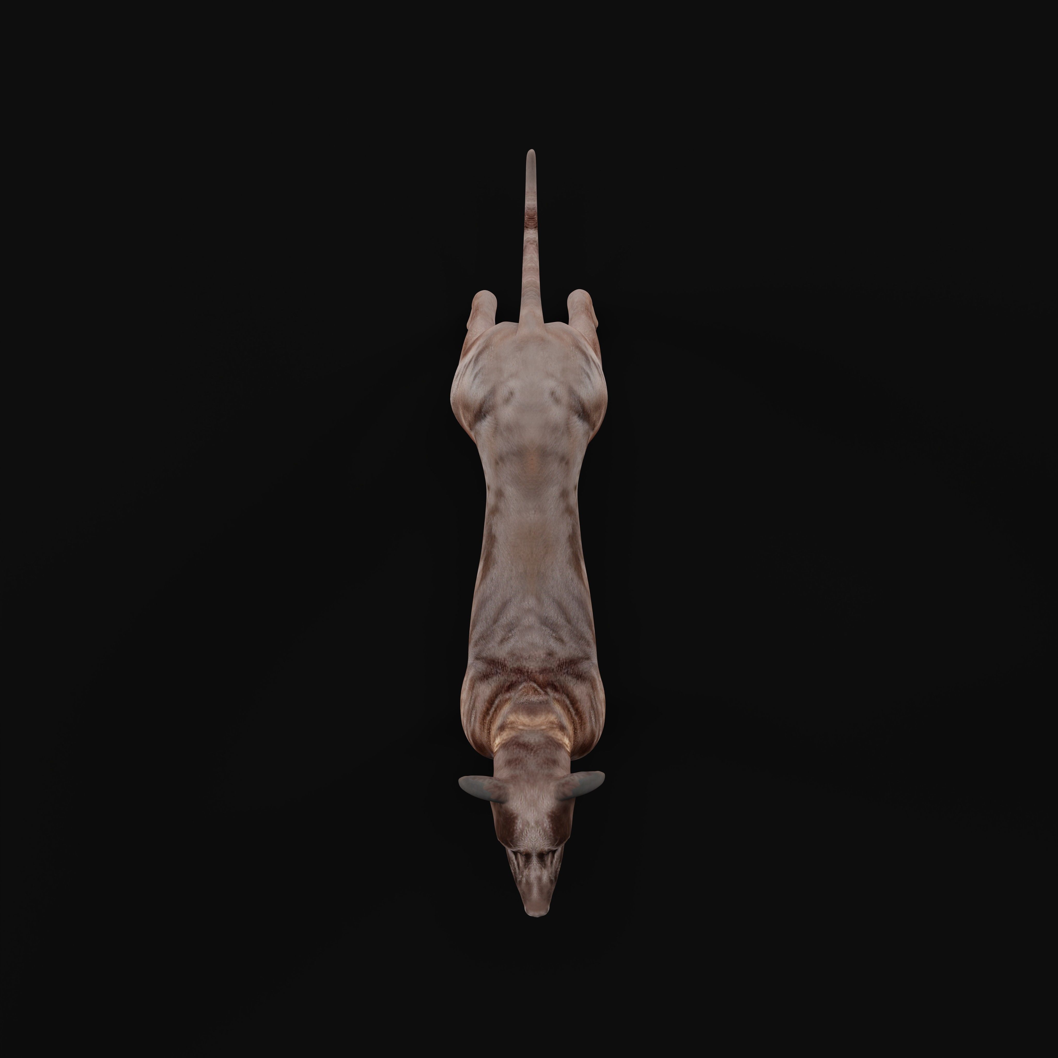 Italian Greyhound Dog Low-poly 3D model_31