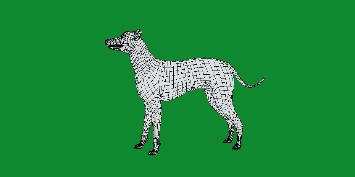 Italian Greyhound Dog Low-poly 3D model_8