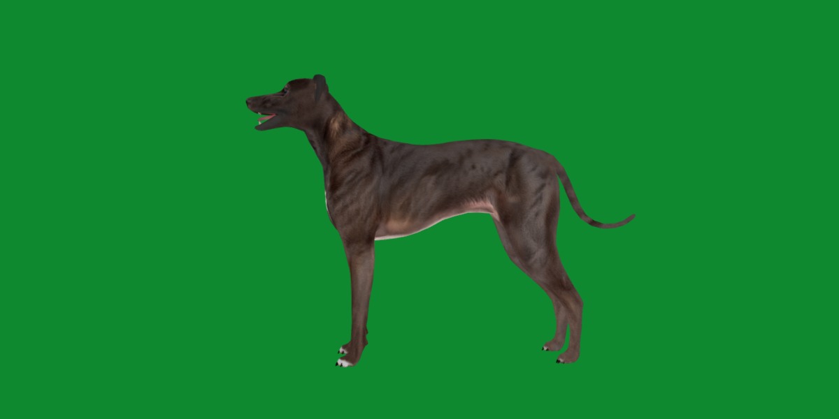 Italian Greyhound Dog Low-poly 3D model_17
