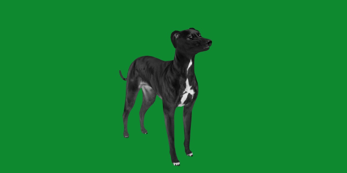 Italian Greyhound Dog Low-poly 3D model_5
