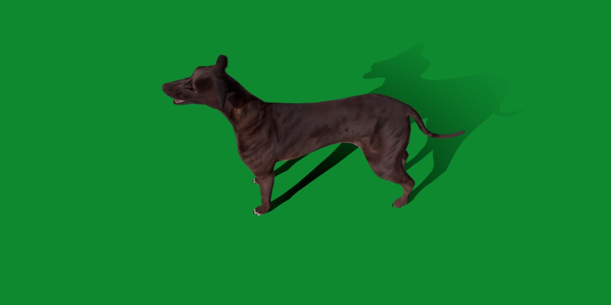 Italian Greyhound Dog Low-poly 3D model_22