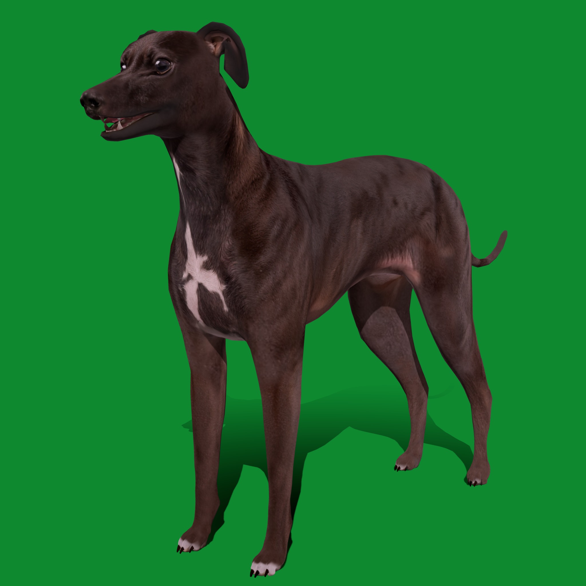 Italian Greyhound Dog Low-poly 3D model_15