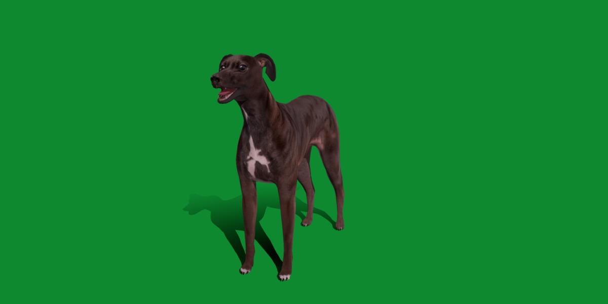 Italian Greyhound Dog Low-poly 3D model_2