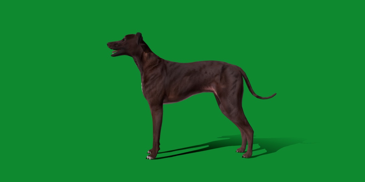 Italian Greyhound Dog Low-poly 3D model_13