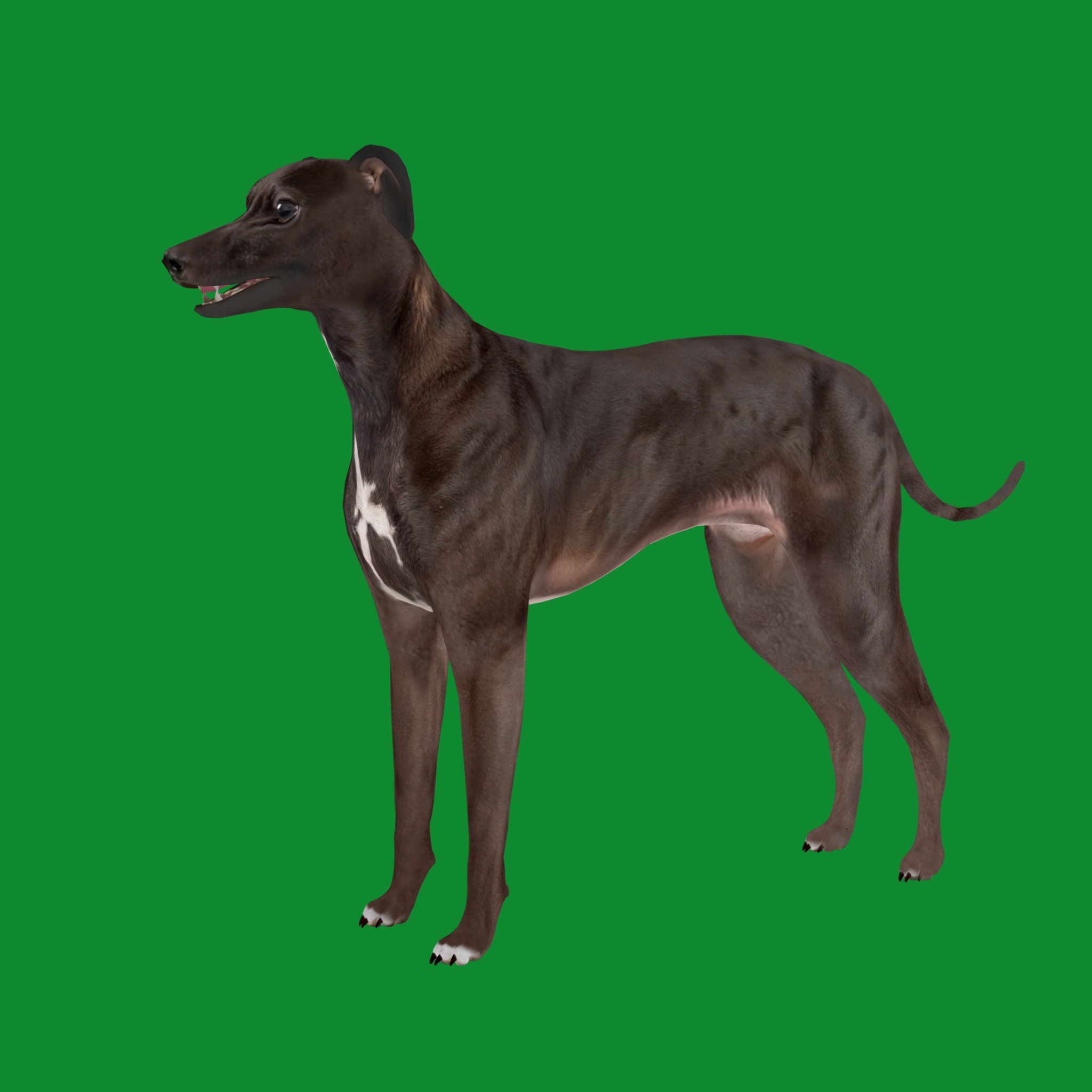 Italian Greyhound Dog Low-poly 3D model_16