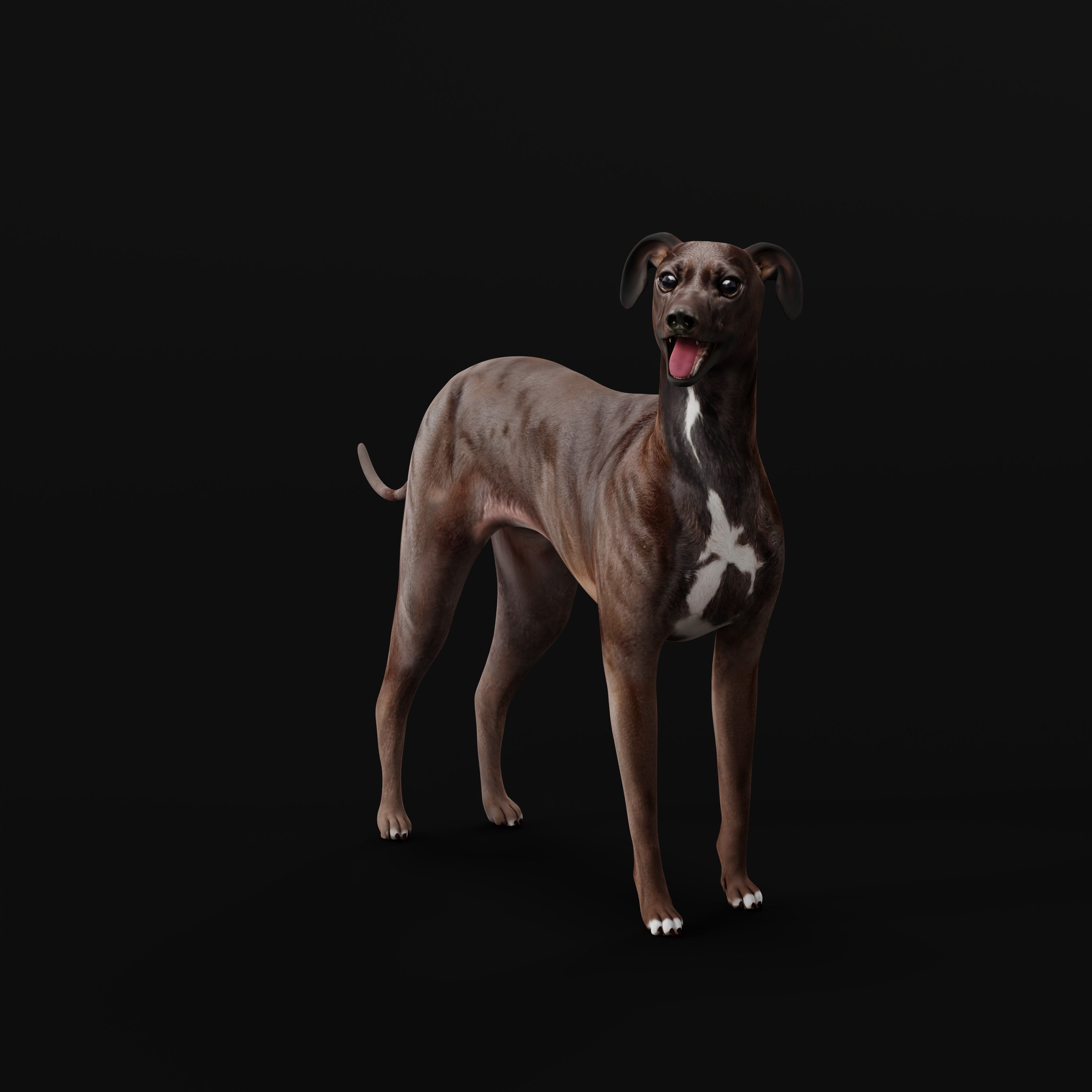Italian Greyhound Dog Low-poly 3D model_28