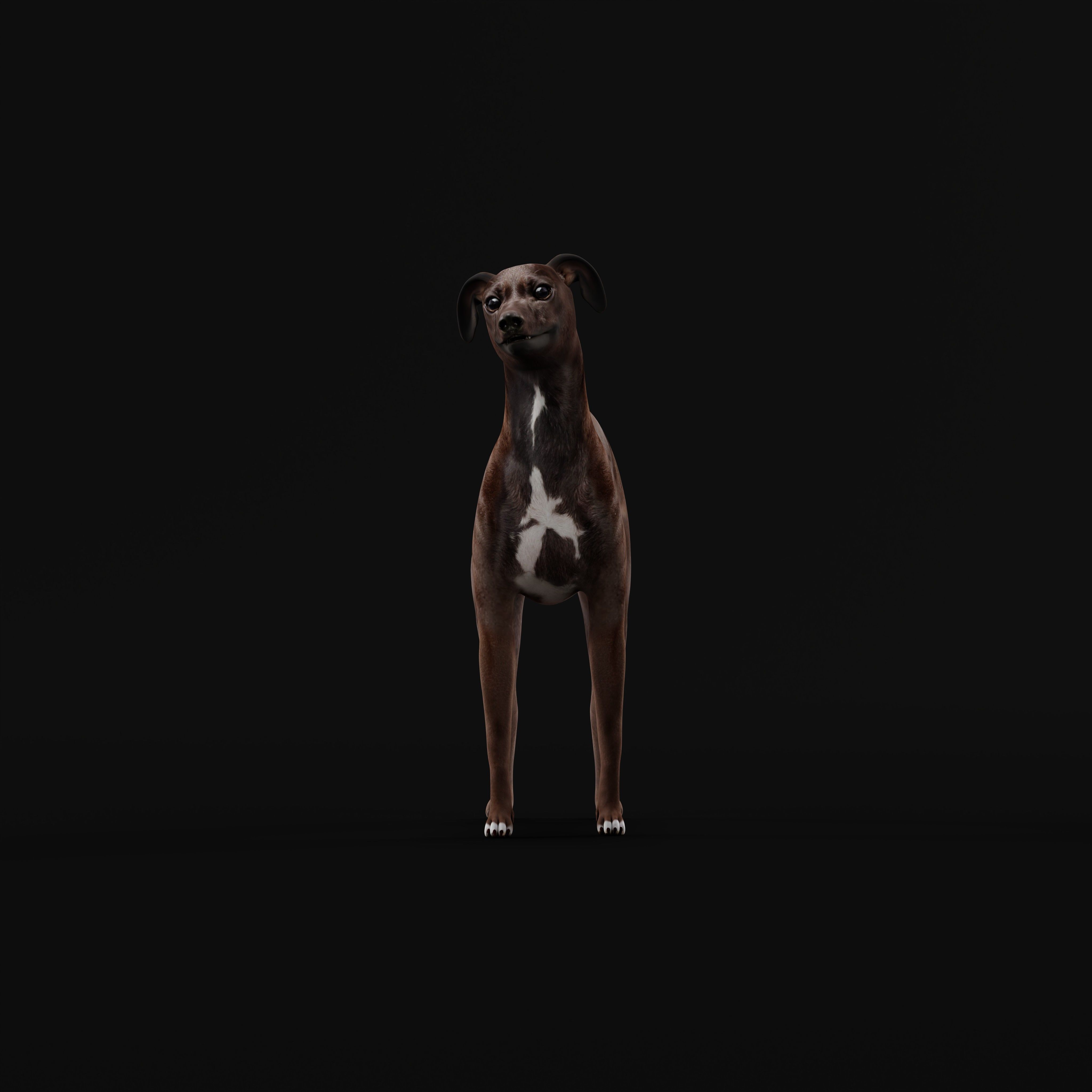 Italian Greyhound Dog Low-poly 3D model_27